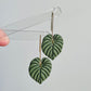Philodendron Drops